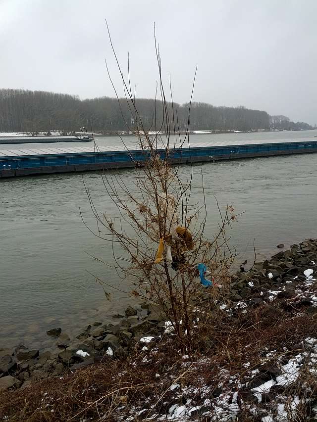 Treibgut-Baumschmuck nach Rhein-Hochwasser