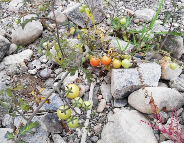 Rekordniedrigwasser Rhein 2018 - Bild 5 - Tomaten im Flussbett