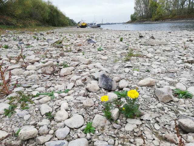 Rekordniedrigwasser Rhein 2018 - Bild 6 - Tagetes im Flussbett