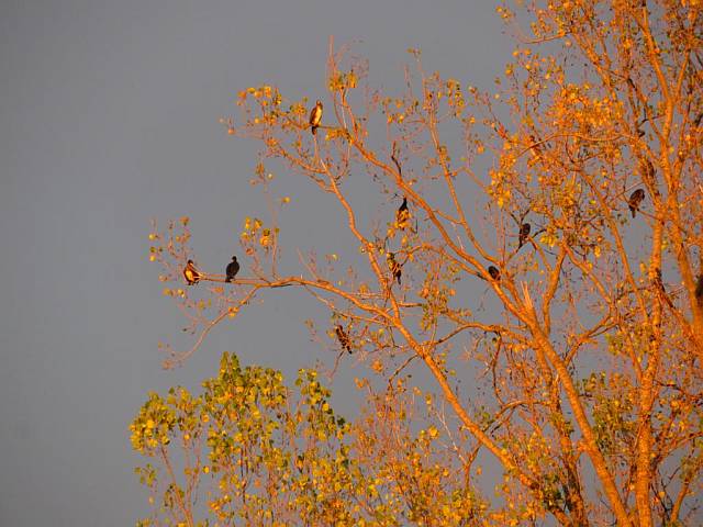 Kormoran-Kolonie auf dem Herseler Werth