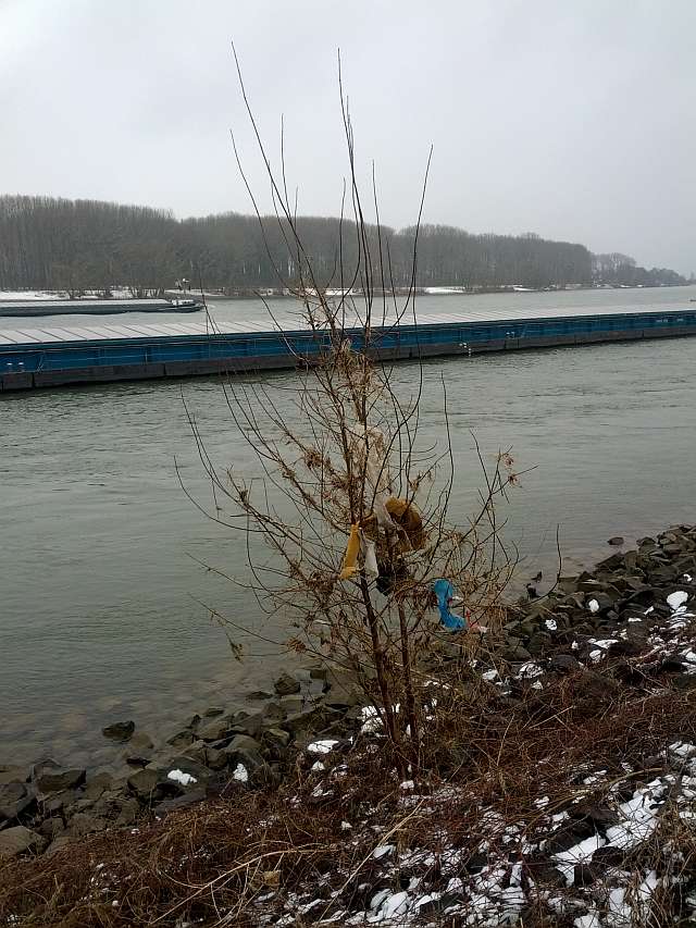Treibgut-Baumschmuck nach Rhein-Hochwasser