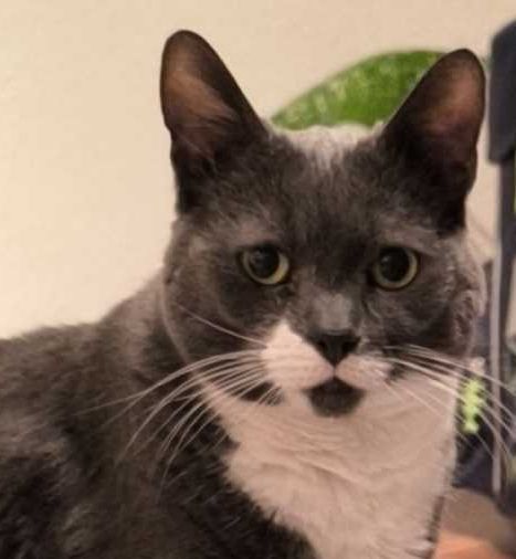 Katze Donna wird vermisst!